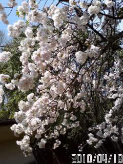 我が家の八重桜がやっと満開になりました！！