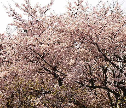 関東在住の皆様 2009-04-06 13:51  みなさま　ご