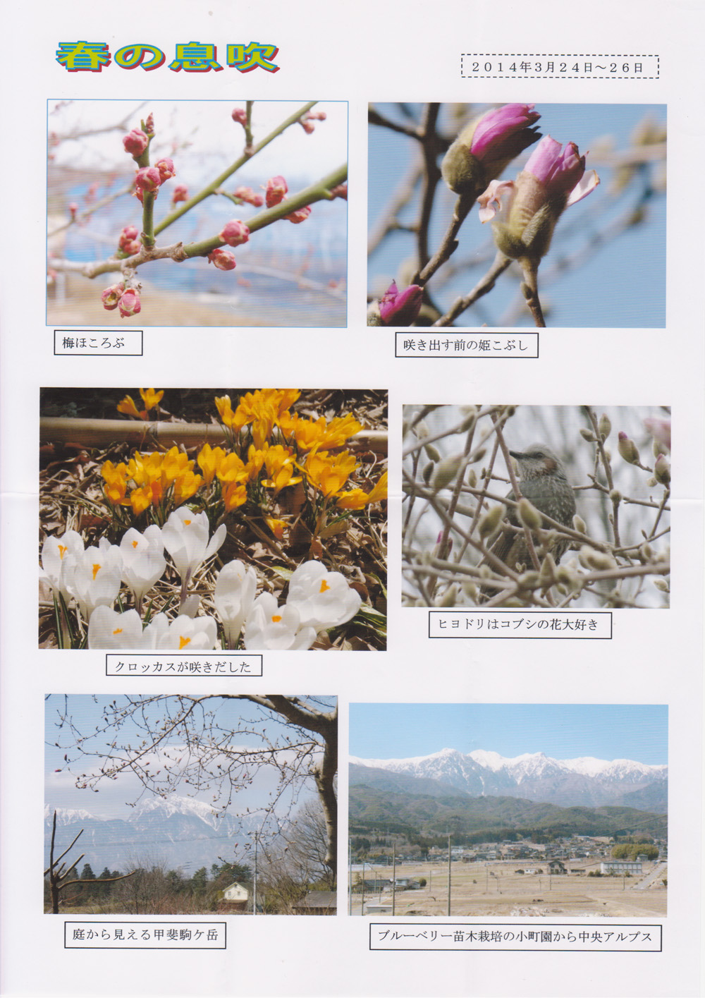 「春の息吹」画像です。 拡大してご覧ください。  野村のブログU