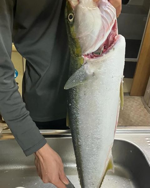 六甲アイランドに住む孫がブリを釣った！！  釣りが好きな孫が六甲