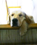 階段の上から、みんなを見てたらなんだか眠くなっちゃった。<br>