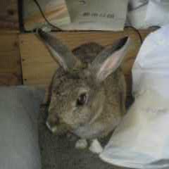 我が家の一番始めに来たウサギです。<br>ミフティーといいます。