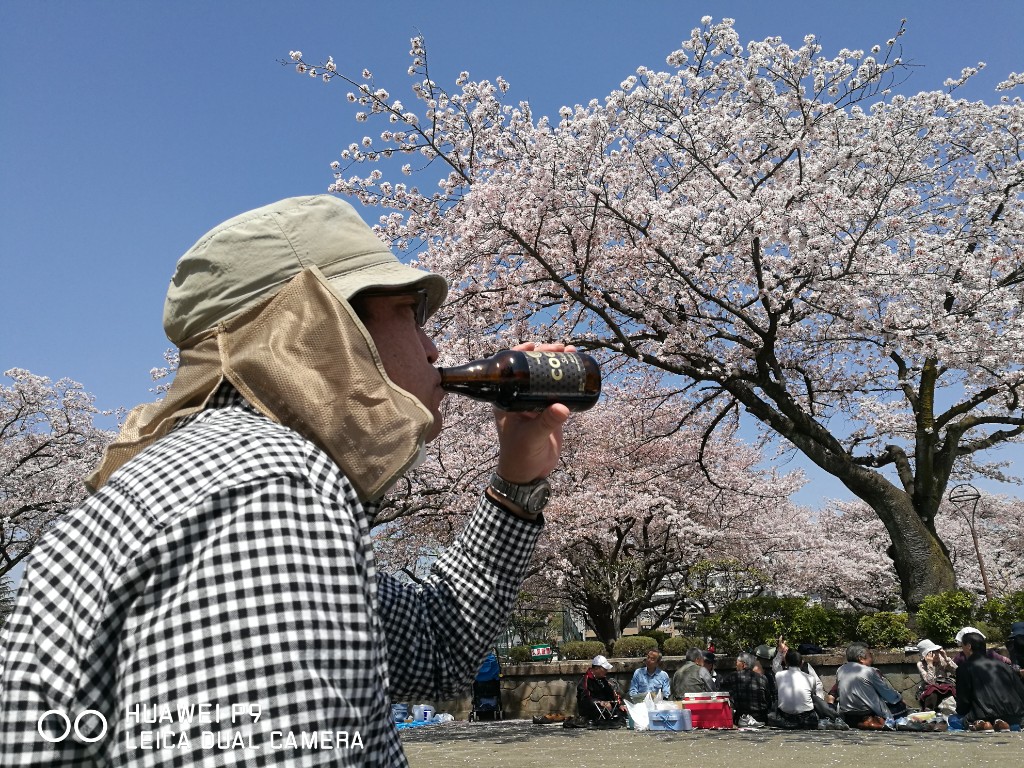 桜はココロのオアシスです
