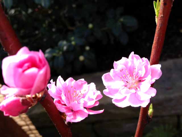これも4日の温室での写真。桜