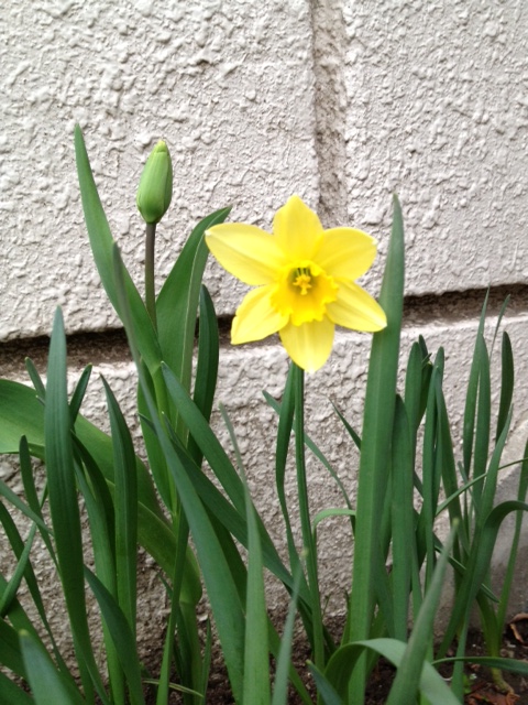 この日、庭で水仙 第一号咲いてました。 この日以来、お天気が悪く
