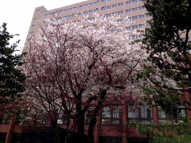 爺ちゃんのお見舞いの帰り、東区役所の桜が綺麗だった。