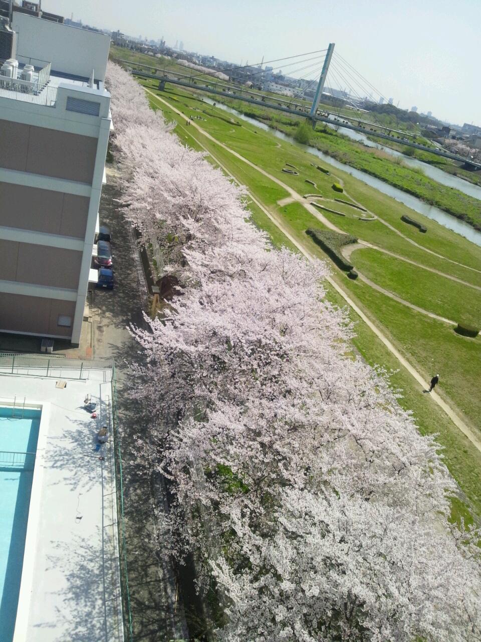 こ～んち晴れたね～嬉しくていっぱい干しちゃった。 桜も、昨日
