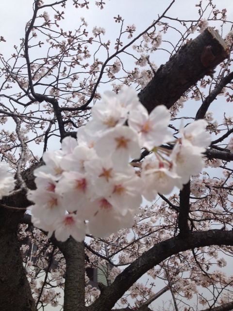 今は葉桜・・