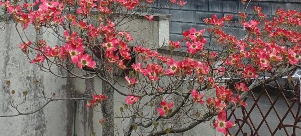 あんずさん、こんにちは♪ 屋台ではイカ焼き、リンゴ飴、ワタガシ 