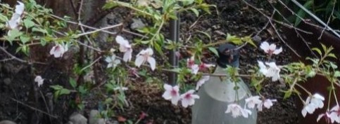 庭のふじざくらです。 大きくなりませんし 花も少ないですが、 本