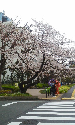 芝公園前の桜