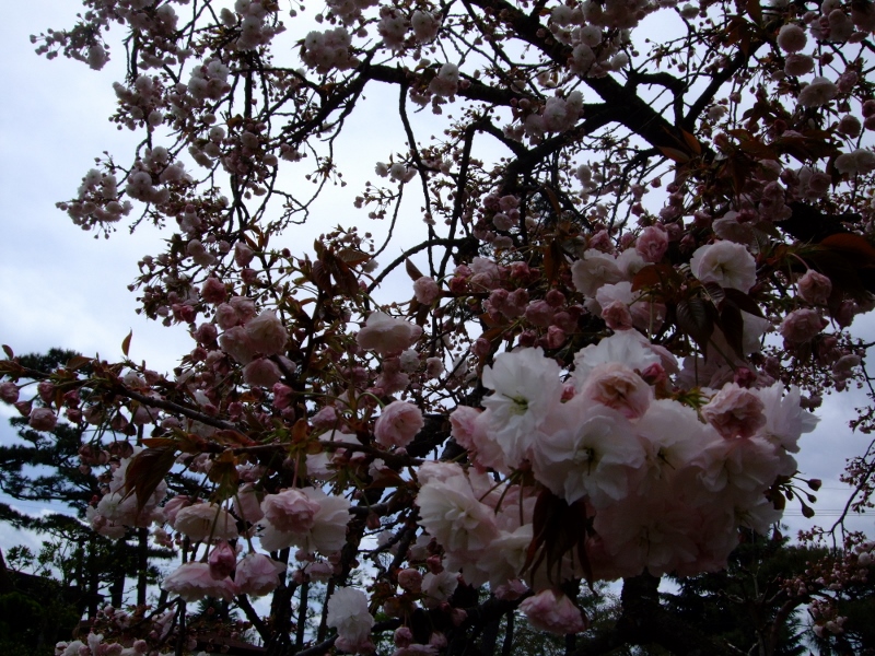 桜で最後に咲く八重桜です。