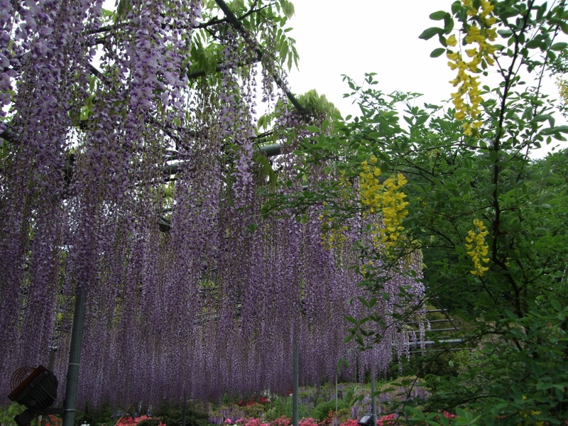 黄花藤と紫藤