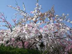 ここは初めて投稿します。今の季節桜だけでなく、可愛い花木がありま
