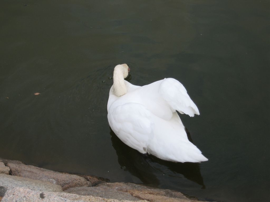 お堀にいた白鳥 漂白したかのように真っ白