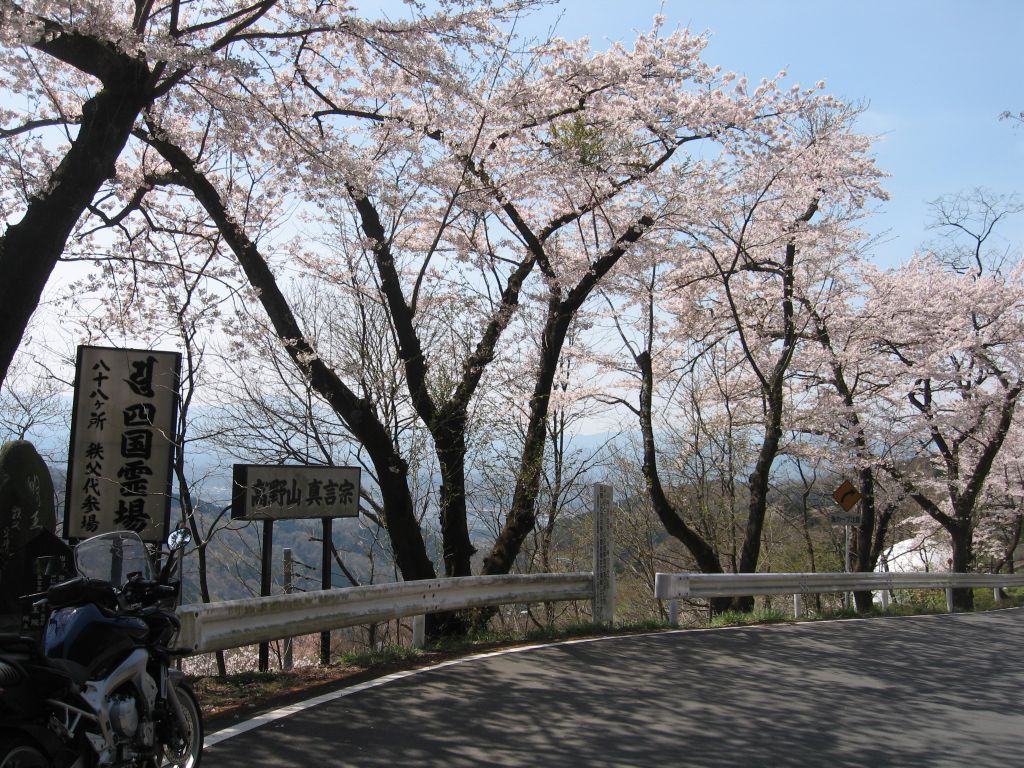 道のあちこちに桜がｲﾊﾟｰｲ