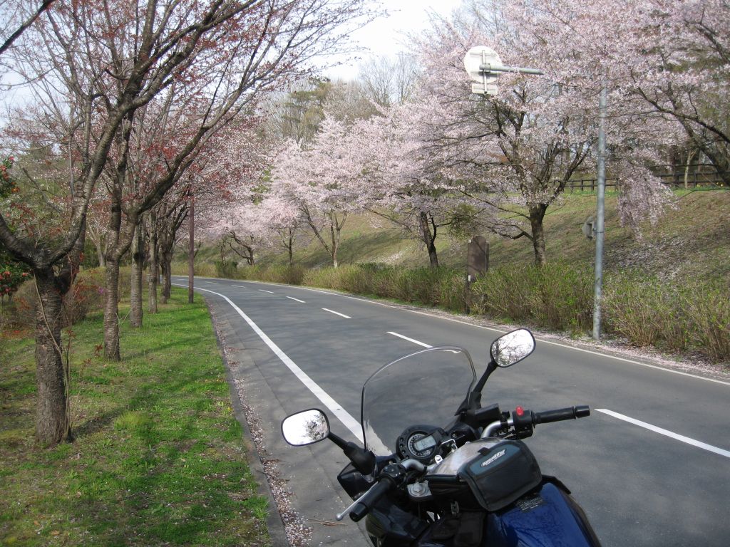 秩父ミューズパークの中を走る。 桜の回廊とでもいうべき道路。