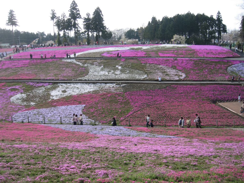 羊山公園芝桜の丘で芝桜祭りと聞いて㌧できました これで５分咲きだ