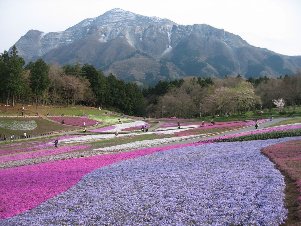 秩父の山をバックに。 ドクター秩父山（ぼそ）