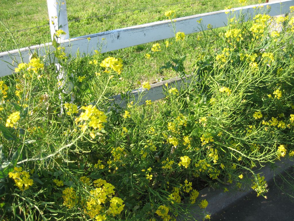 マザー牧場の隅っこに咲いてた菜の花  菜の花体操（ぼそ）