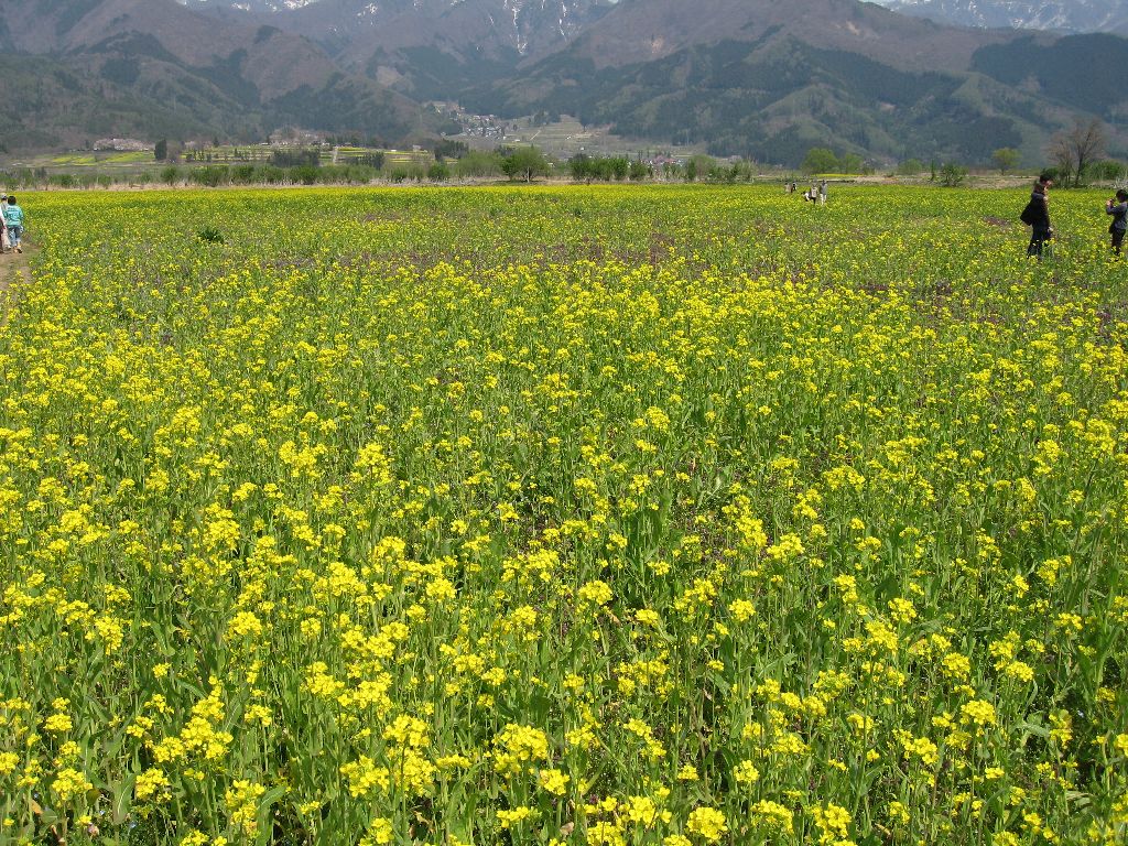 道の駅花の駅千曲川の道向かいでやってた菜の花村。 一周歩いたら軽