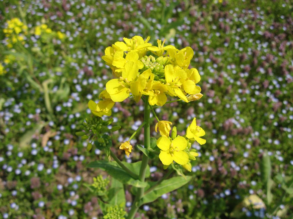 菜の花アップ