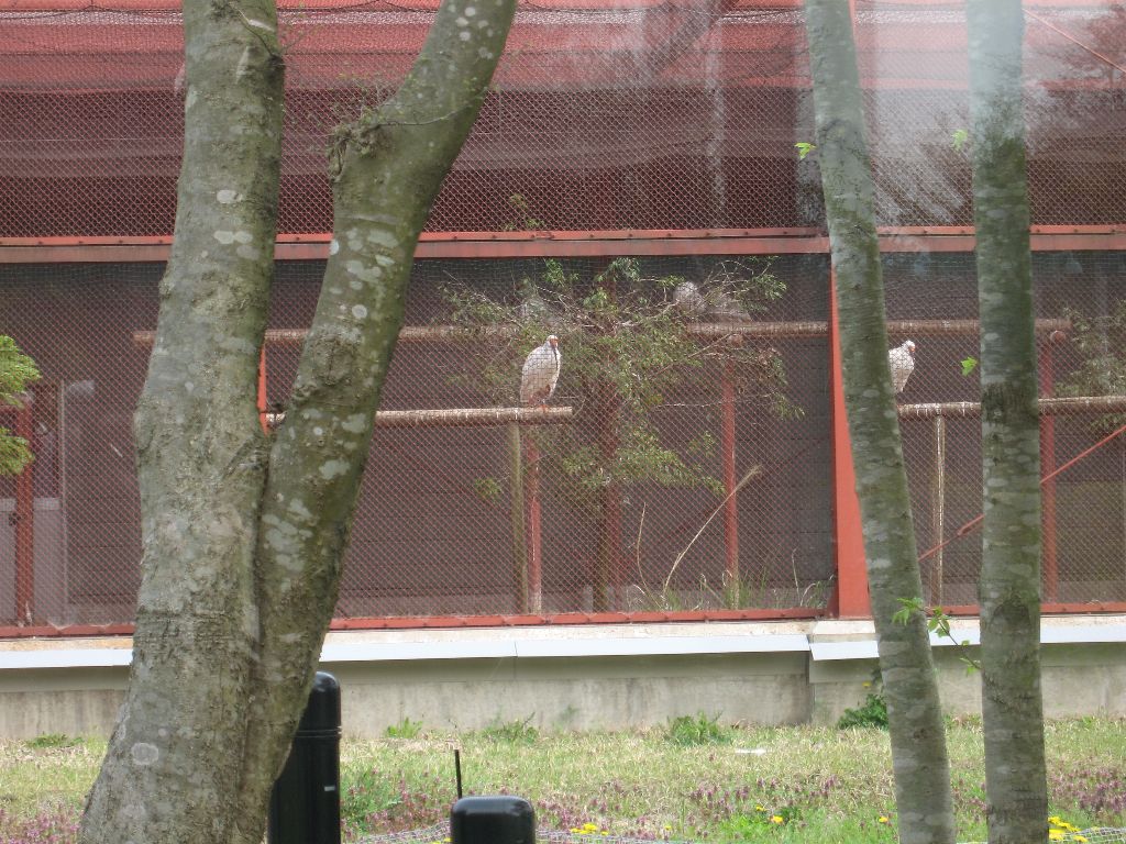 トキの飼育  すごく・・・遠いです。 双眼鏡必須。