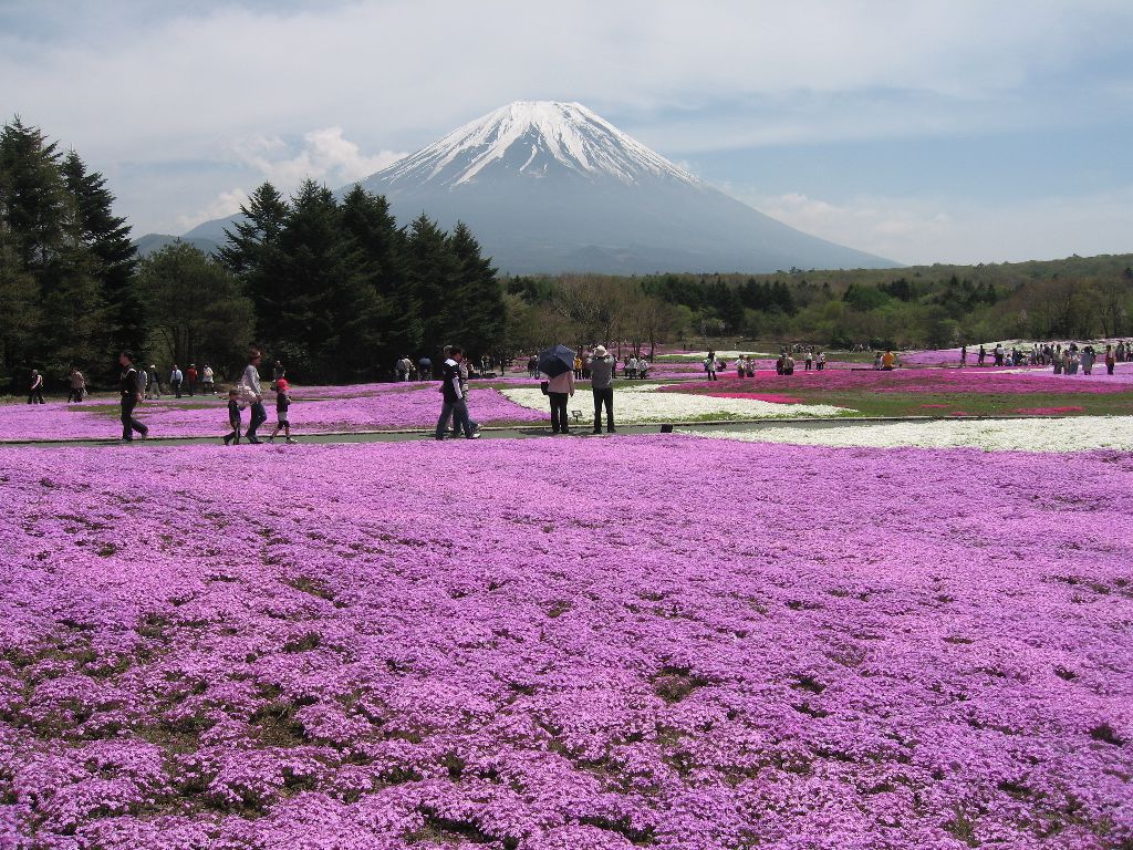 本栖湖近くの富士芝桜まつりに行ってみる。 これのせいで周囲は大渋