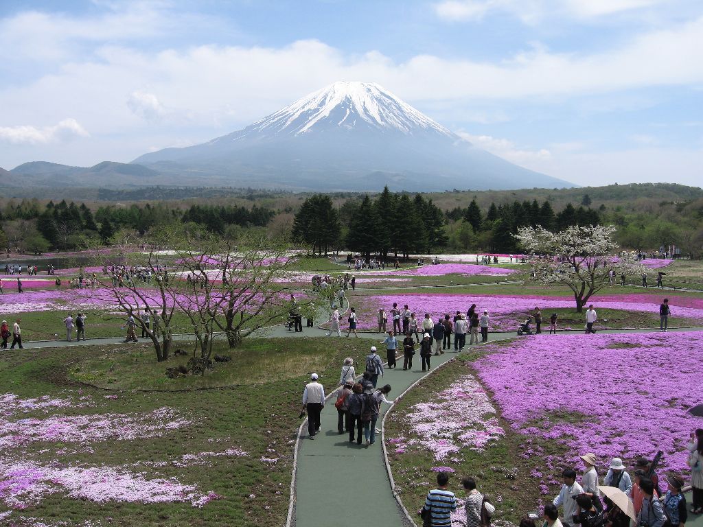 展望ステージより。 園内がよく見渡せるが、もっと芝桜でびっしり感