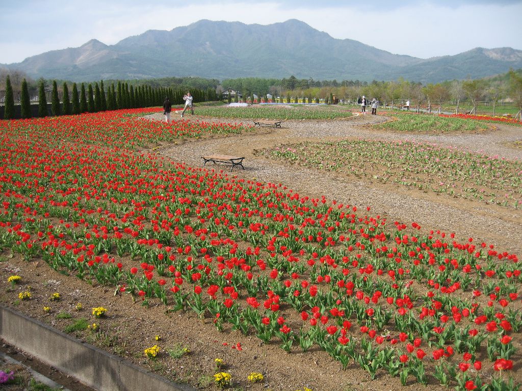 山中湖に向かう途中で、花の都公園というところで チューリップまつ