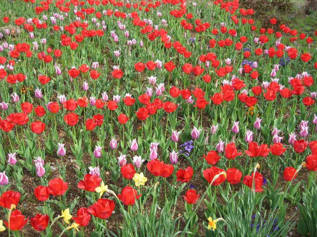 ありとあらゆる所にチューリップが咲いてたが ここの花壇が一番キレ