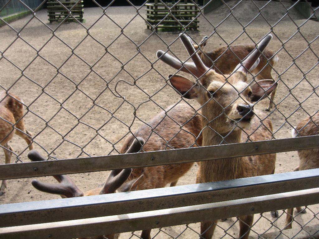 鹿園のご神鹿（しんろく） ビニール食わせて死なせたリアル異常者が