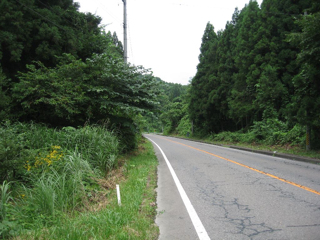 R4から分岐していくとすぐにこんなに緑あふるる光景