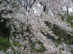 羊山公園 一面の桜。