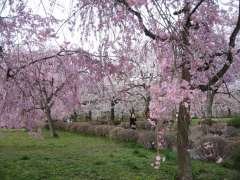 羊山公園から帰るところ。 暴力的なまでに一面の桜。