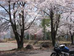 たまたま通りがかって、あまりに桜が見事なので立ち寄ったお社。