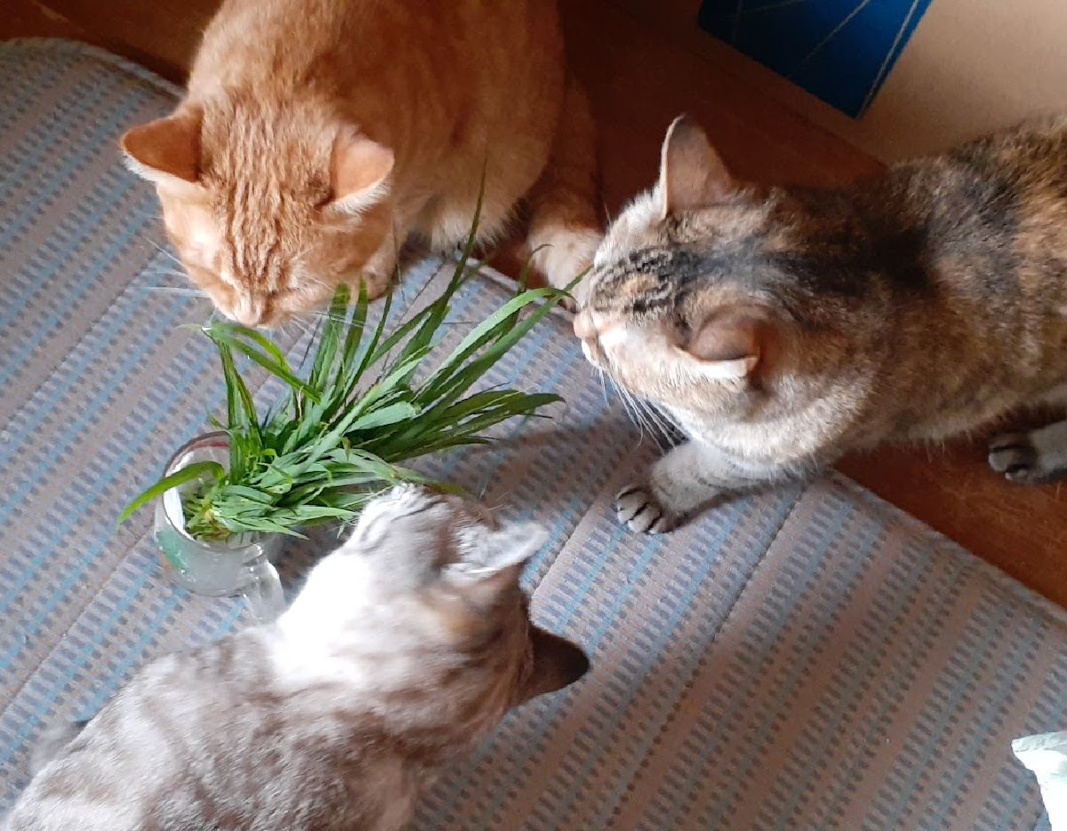 こんばんは(^^♪ 庭の草取りをして、猫ちゃんが好きそうな草があ