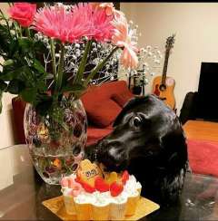 以前に投稿した地方に居る次男のワンコ 三歳の誕生日で犬用ケーキで