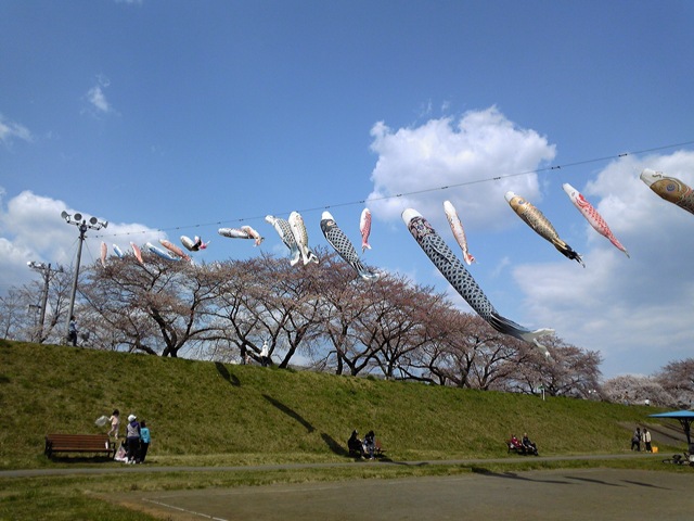 25日（日）に個人的に河川敷で花見をしてきました。 何本か咲いて