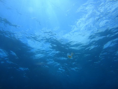宮古島でDivingして以来5年近くぶりに海に潜りました。 珊瑚