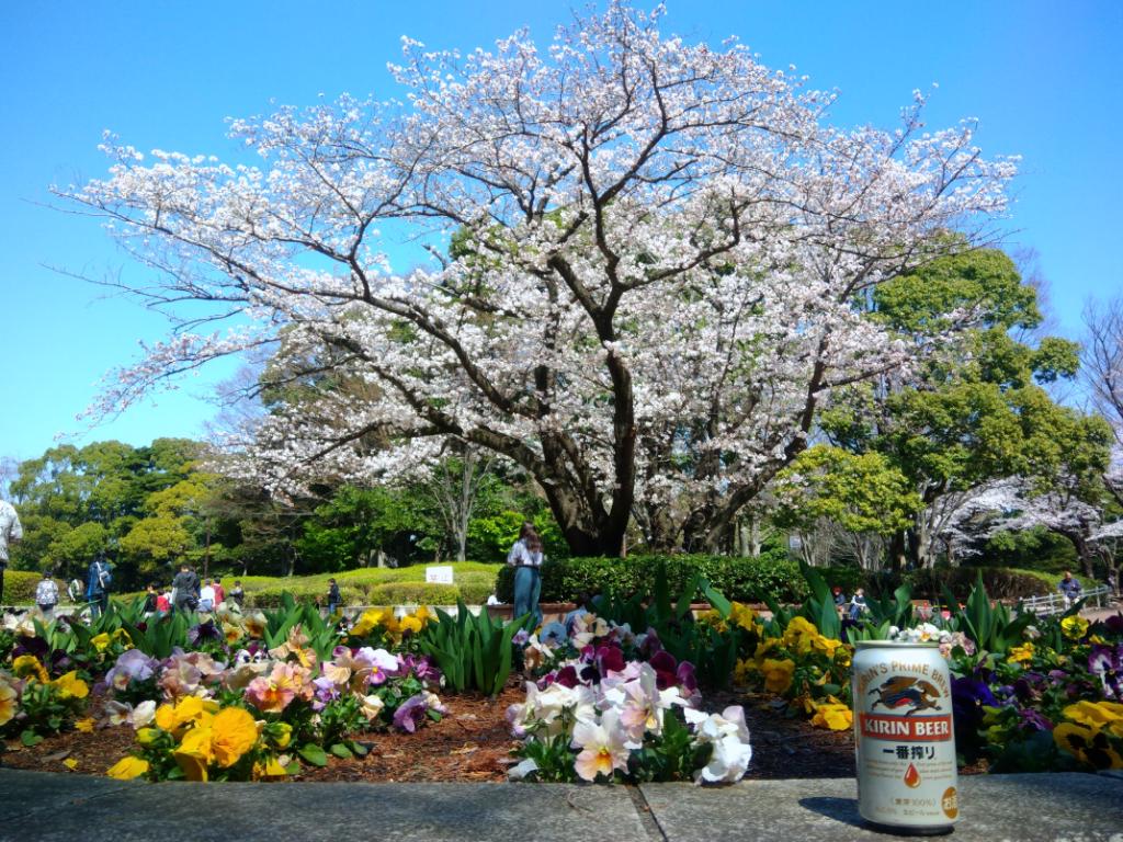 川沿いに千本桜を見ながらてくてくして、ゴールの公園に到着です。 