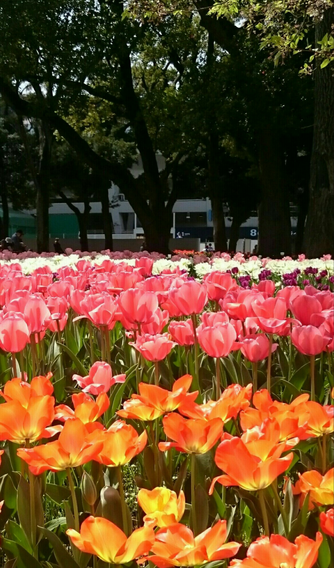 横浜では桜も散りはじめて チューリップの季節 横浜公園などでガー