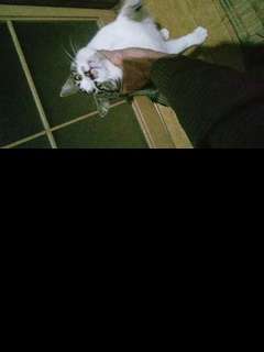 2026年1月3日(土) ・ ・ 4:40に起きた。  銀子猫が