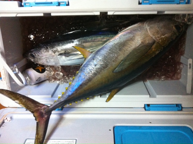 初の沖釣りででけえの釣れたわ