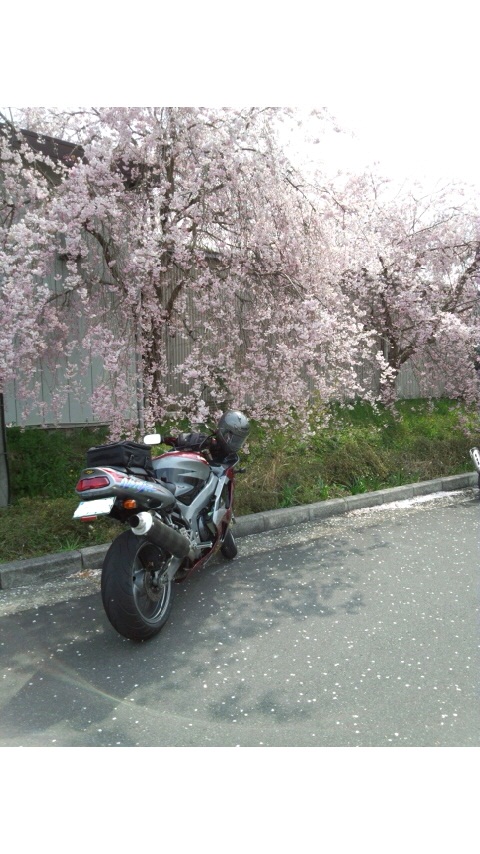 しだれ桜がちょうど満開で とてもキレイでした。