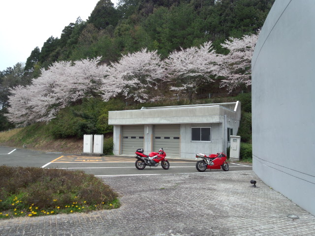 北部の方では、ちょうど桜が見頃。 小さな花も咲いて春の雰囲気でし