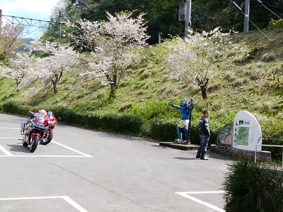 大江山では、まだ桜が満開。