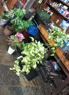 日頃、店内を彩っている観葉植物達。  集めて置くと そこだけ空気