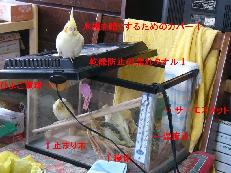 パイドさん、こんにちわ。  成鳥であれば遠赤外線のバネルでもいい