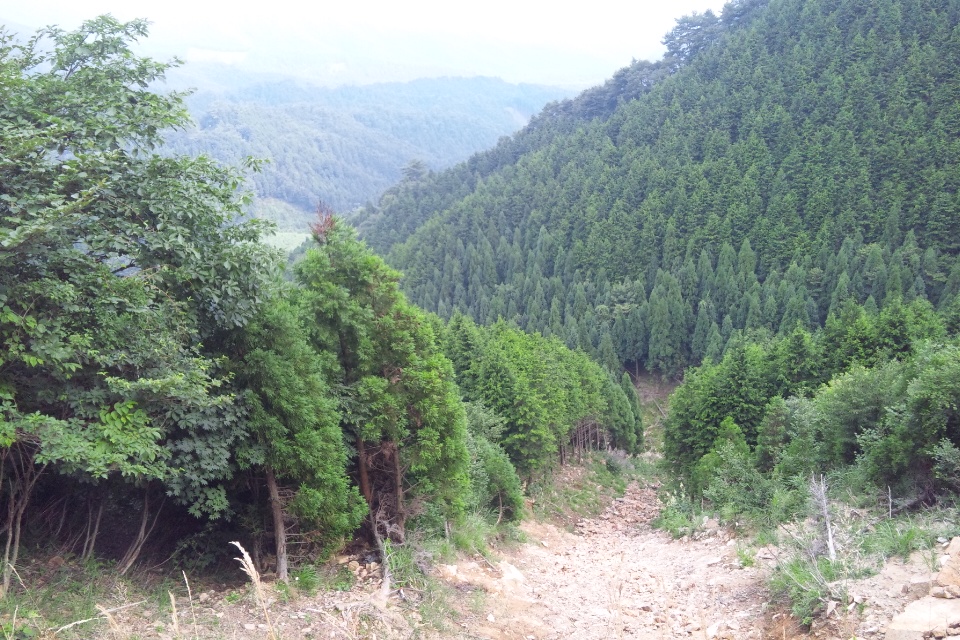 鳥取県との県境に続く舗装林道のわきで。 崩落してます。